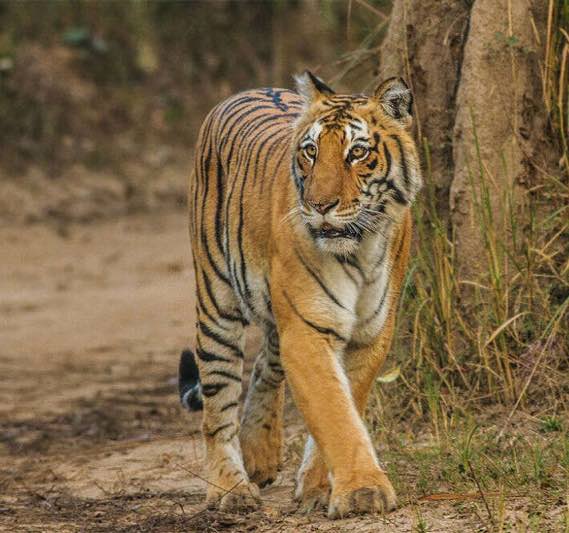 Buxa Tiger Reserve