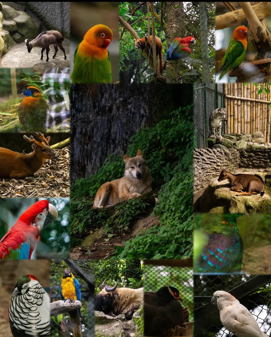 Padmaja Naidu Himalayan Zoological Park