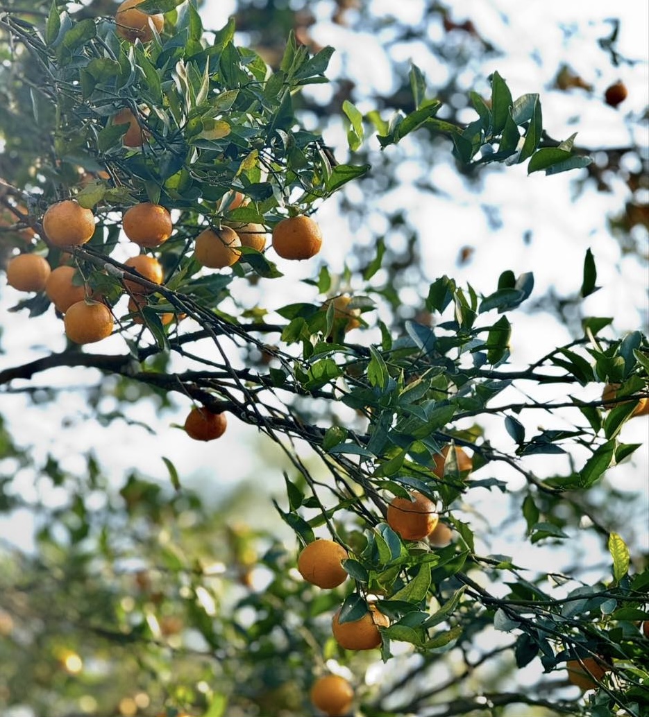 Orange Garden Walkthrough