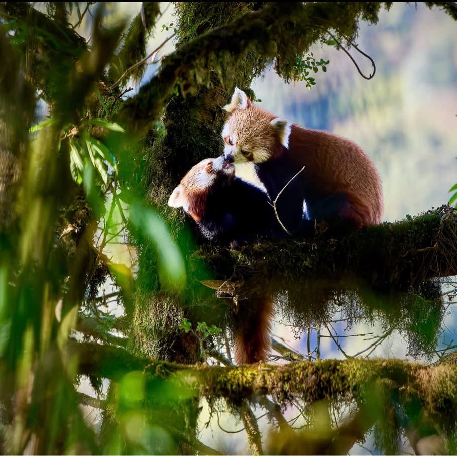 Singalila National Park